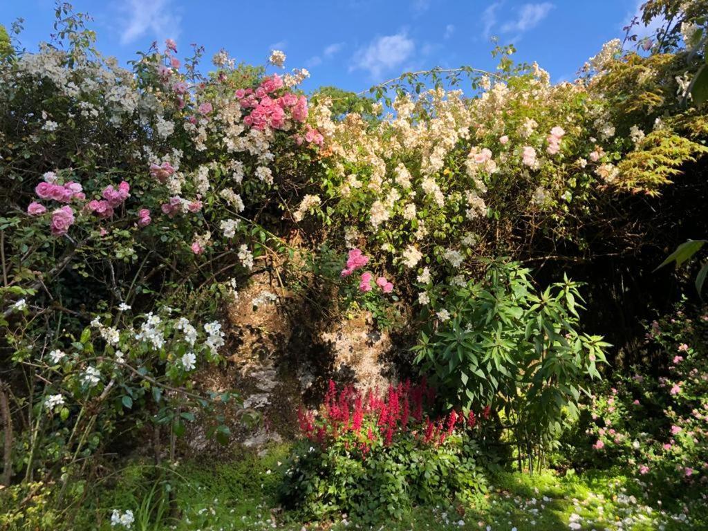 Bed and Breakfast Kilmahon House, P25A973 Shanagarry Exterior foto