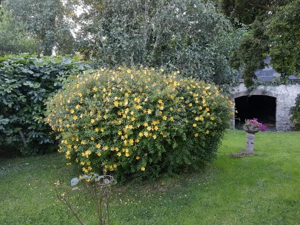 Bed and Breakfast Kilmahon House, P25A973 Shanagarry Exterior foto